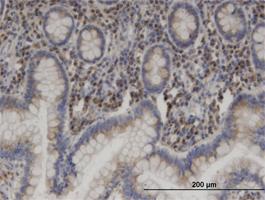 Anti-USO1 Mouse Monoclonal Antibody [clone: 3F4]