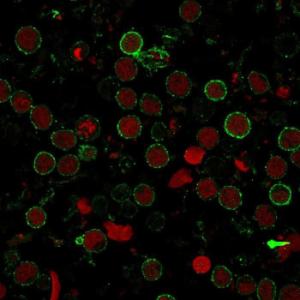 Anti-CD9 Mouse Monoclonal Antibody [clone: SPM547]