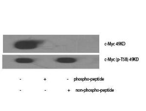 Western blot analysis of various cells using Anti-Myc (phospho Thr58) Antibody