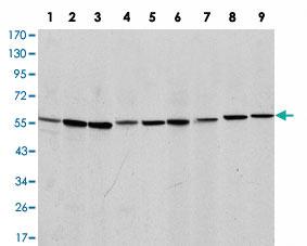 Anti-AIFM1 Mouse Monoclonal Antibody [clone: 4E7]