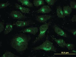 Anti-USO1 Mouse Monoclonal Antibody [clone: 3F4]