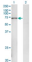 Anti-POLA2 Mouse Monoclonal Antibody [clone: 2A8]