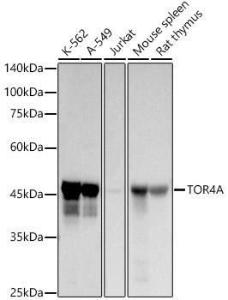 Anti-C9orf167 Rabbit Monoclonal Antibody [clone: ARC2939]