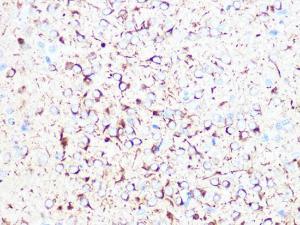 Anti-beta II Tubulin Rabbit Monoclonal Antibody [clone: ARC0227]