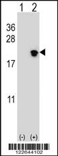 Anti-NIP7 Rabbit Polyclonal Antibody