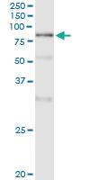 Anti-POLA2 Mouse Monoclonal Antibody [clone: 2A8]