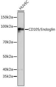 Western blot analysis of extracts of HUVEC cells, using Anti-CD105 Antibody [ARC0446] (A307167) at 1:1,000 dilution. The secondary antibody was Goat Anti-Rabbit IgG H&L Antibody (HRP) at 1:10,000 dilution.