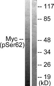 Anti-pan-myc Rabbit Polyclonal Antibody