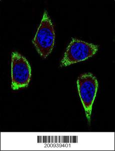 Anti-RET Mouse Monoclonal Antibody [clone: 188CT11.2.3]