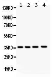 Anti-JunB Polyclonal Antibody