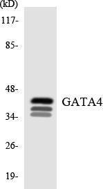 Anti-GATA4 antibody