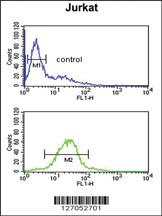 Anti-TAF1D Rabbit Polyclonal Antibody