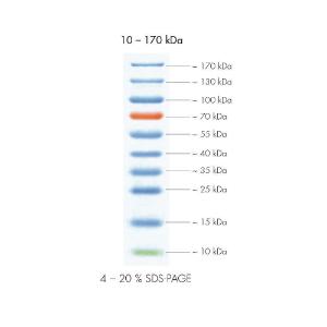 Protein marker IV