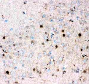 Anti-JunB Polyclonal Antibody