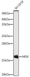 Western blot analysis of extracts of SH-SY5Y cells, using Anti-Midkine Antibody (A12574) at 1:500 dilution