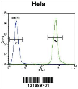 Anti-ZNF384 Rabbit Polyclonal Antibody