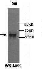 Anti-HES1 Rabbit Polyclonal Antibody