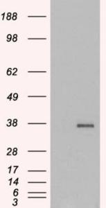 HEK293 overexpressing GDF15 (RC201295) and probed with EB06909 (mock transfection in first lane), tested by Origene.