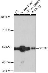 Antibody A307168-100 100 µl