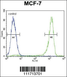 Anti-CK073 Rabbit Polyclonal Antibody