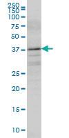 Anti-BOLL Mouse Monoclonal Antibody [clone: 5B8]