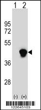 Anti-ECI2 Rabbit Polyclonal Antibody