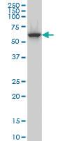 Anti-CLK3 Mouse Monoclonal Antibody [clone: 7D6]