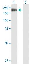 Anti-EFCAB6 Mouse Polyclonal Antibody