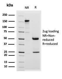 Antibody A248378-100 100 µg