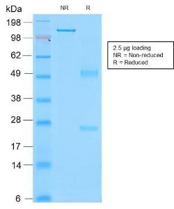 SDS-PAGE analysis of Anti-CD43 Antibody [rSPN/839] under non-reduced and reduced conditions; showing intact IgG and intact heavy and light chains, respectively. SDS-PAGE analysis confirms the integrity and purity of the antibody