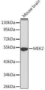 Antibody anti-MAP2K2 100 µl