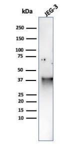 Western blot analysis of JEG-3 cell line lysate using Anti-SPARC Antibody [OSTN/3759]