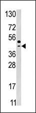 Anti-SPA9 Mouse Monoclonal Antibody