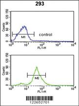 Anti-TSPAN12 Rabbit Polyclonal Antibody