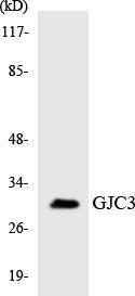 Western blot analysis of the lysates from K562 cells using Anti-GJC3 Antibody