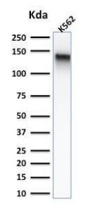 Western blot analysis of K562 cell lysate using Anti-CD43 Antibody [rSPN/839]