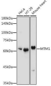 Western blot analysis of extracts of various cell lines, using Anti-MTM1 Antibody (A12578) at 1:1,000 dilution The secondary antibody was Goat Anti-Rabbit IgG H&L Antibody (HRP) at 1:10,000 dilution Lysates/proteins were present at 25 µg per lane