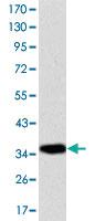 Anti-AIFM1 Mouse Monoclonal Antibody [clone: 4E7]