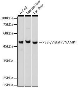 Antibody anti-NAMPT 100 µl