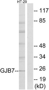 Western blot analysis of lysates from HT-29 cells using Anti-GJB7 Antibody The right hand lane represents a negative control, where the antibody is blocked by the immunising peptide