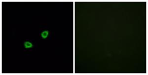 Immunofluorescence analysis of HUVEC cells using Anti-OR1L6 Antibody. The right hand panel represents a negative control, where the antibody was pre-incubated with the immunising peptide