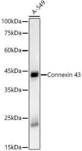 Western blot analysis of A-549, using Anti-Connexin 43/GJA1 Antibody [ARC58819] (A309695) at 1:2,000 dilution The secondary antibody was Goat Anti-Rabbit IgG H&L Antibody (HRP) at 1:10,000 dilution Lysates/proteins were present at 25 µg per lane