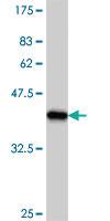 Anti-WNK3 Mouse Polyclonal Antibody