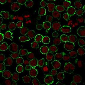 Immunofluorescent analysis of K562 cells stained with Anti-CD43 Antibody [rSPN/839] followed by Goat Anti-Mouse IgG (CFand#174; 488) (Green). The nuclear counterstain is RedDot