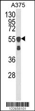 Anti-ZNF207 Rabbit Polyclonal Antibody