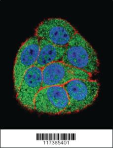 Anti-XRCC5 Rabbit Polyclonal Antibody