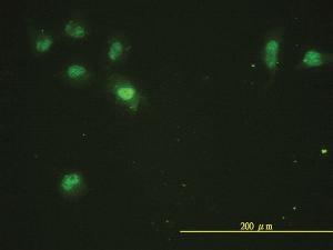 Anti-CDK13 Mouse Monoclonal Antibody [clone: 1B3-1B11]