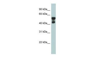 Anti-PAFAH1B1 Rabbit Polyclonal Antibody