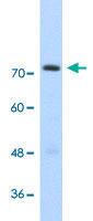 Anti-GTF2IRD1 Rabbit Polyclonal Antibody