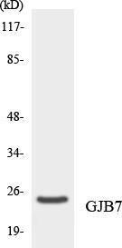 Anti-GJB7 Rabbit Polyclonal Antibody